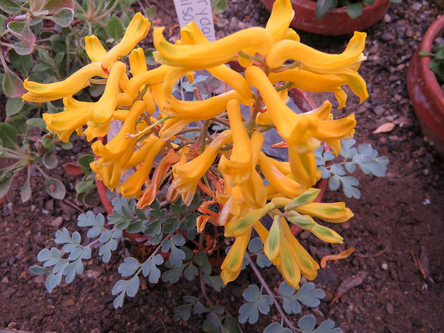 Corydalis wilsonii (Corydalis wilsonii)