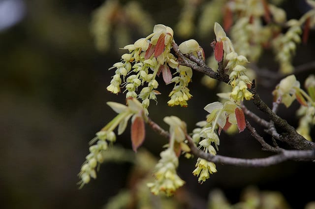 Corylopsis glabrescens