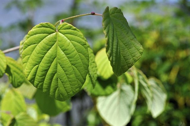 Corylopsis glabrescens