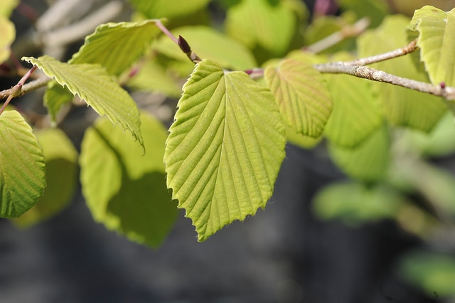 Corylopsis glabrescens