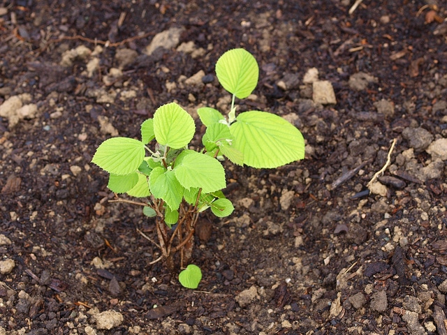 Corylopsis glabrescens