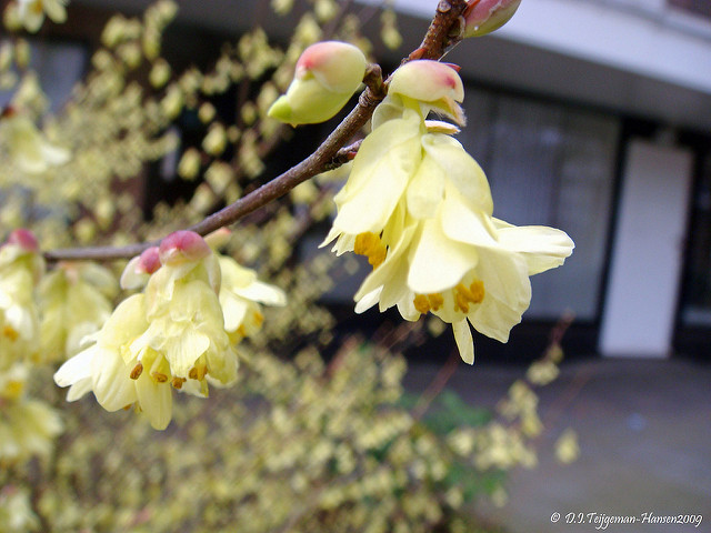 Corylopsis pauciflora