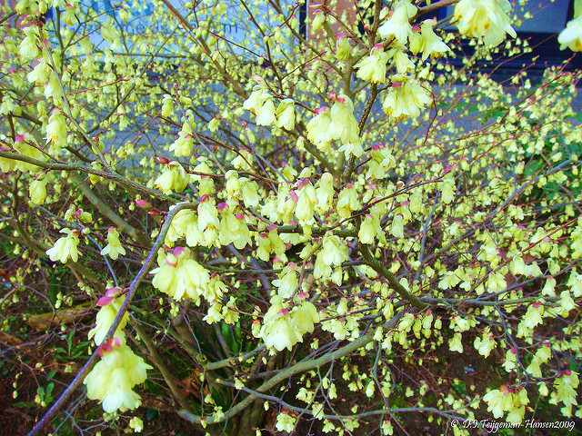 Corylopsis pauciflora