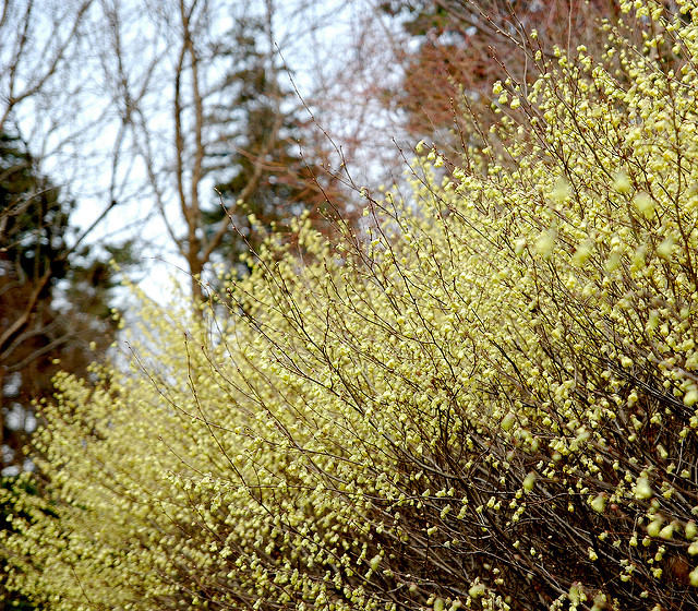 Corylopsis pauciflora