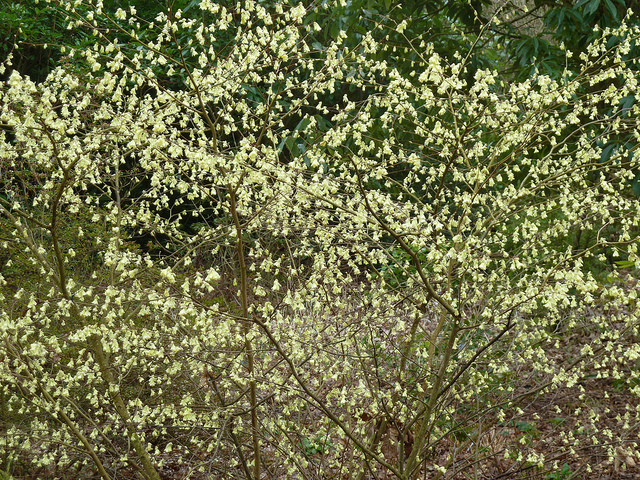 Corylopsis pauciflora