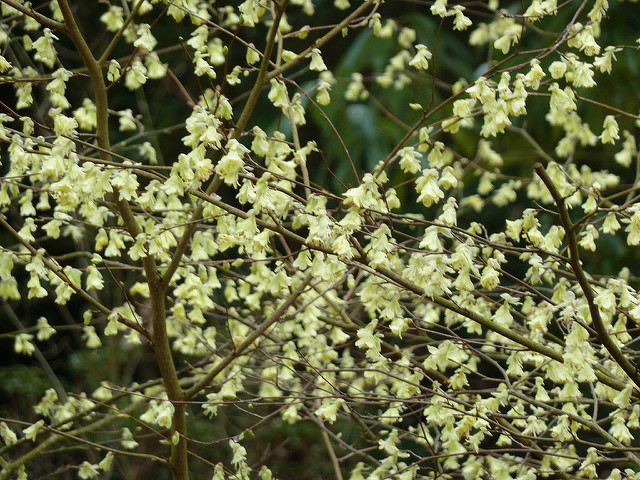 Corylopsis pauciflora
