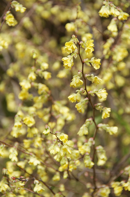 Corylopsis pauciflora