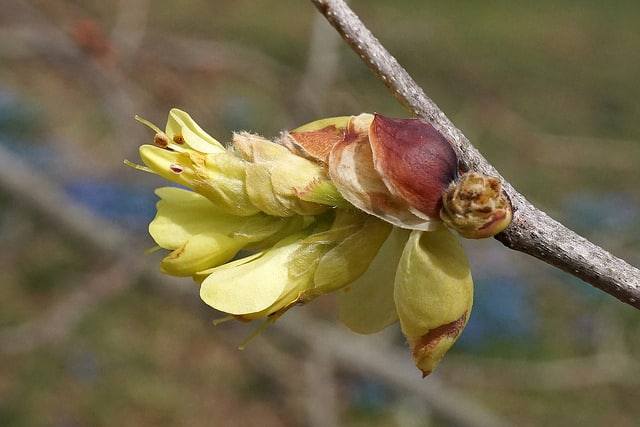 Corylopsis sinensis (Corylopsis sinensis)