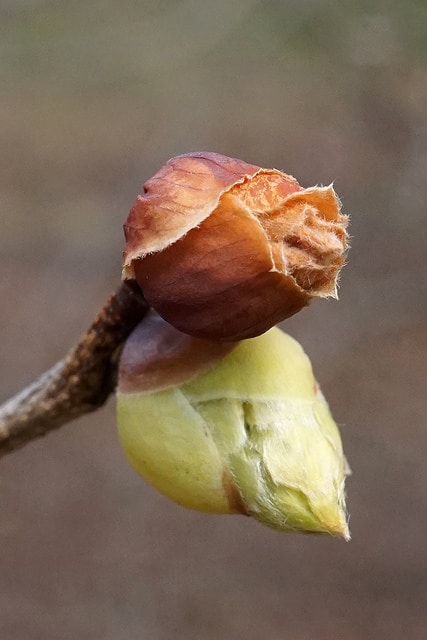 Corylopsis sinensis