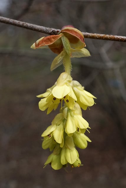 Corylopsis sinensis