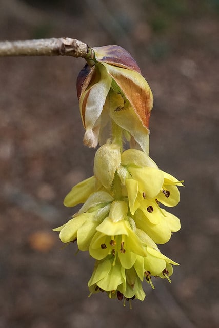Corylopsis sinensis