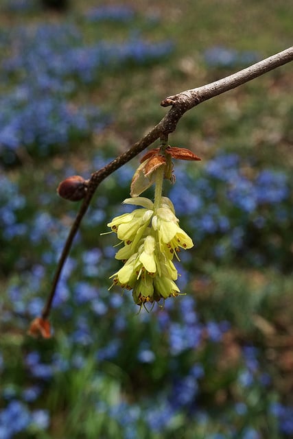 Corylopsis sinensis