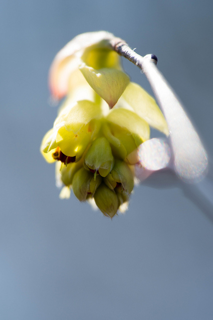 Corylopsis spicata