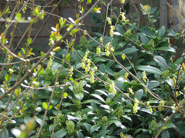 Corylopsis spicata