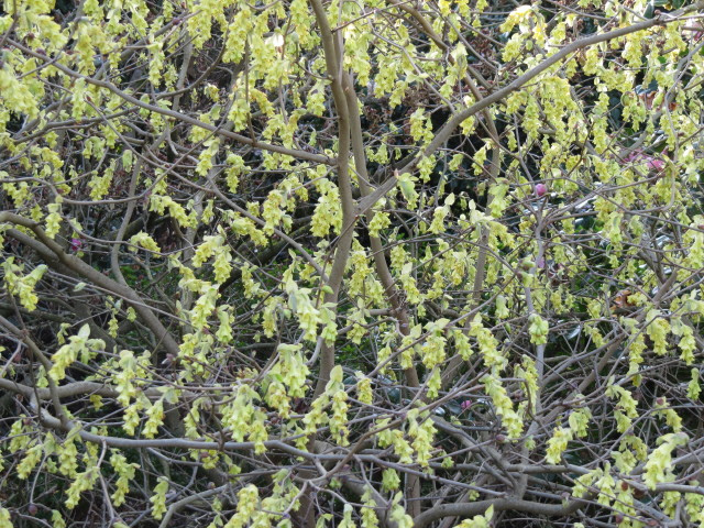 Corylopsis spicata