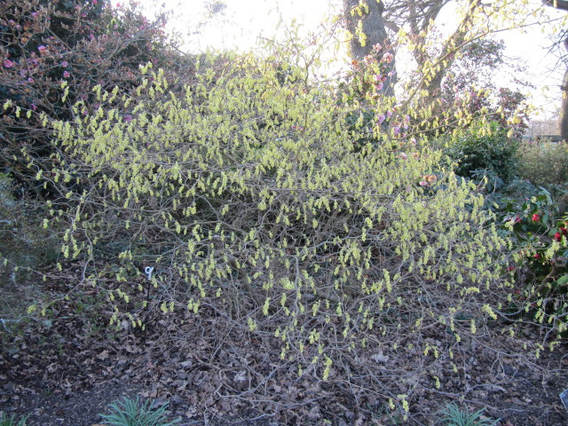 Corylopsis spicata