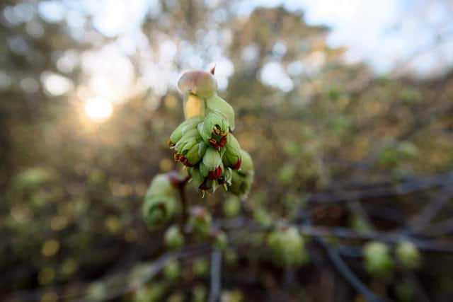 Corylopsis veitchiana