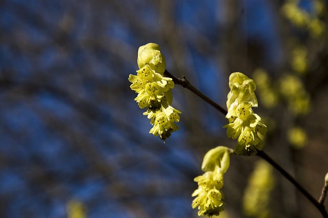 Corylopsis willmottiae