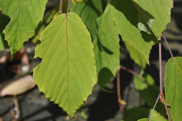 Corylopsis willmottiae