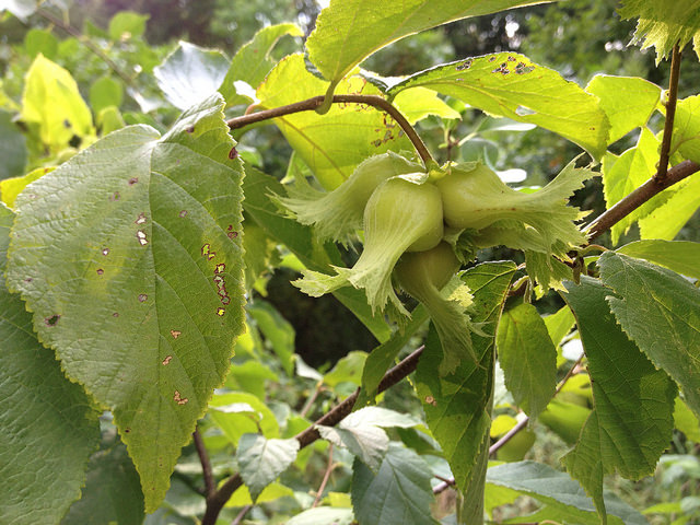 Corylus americana