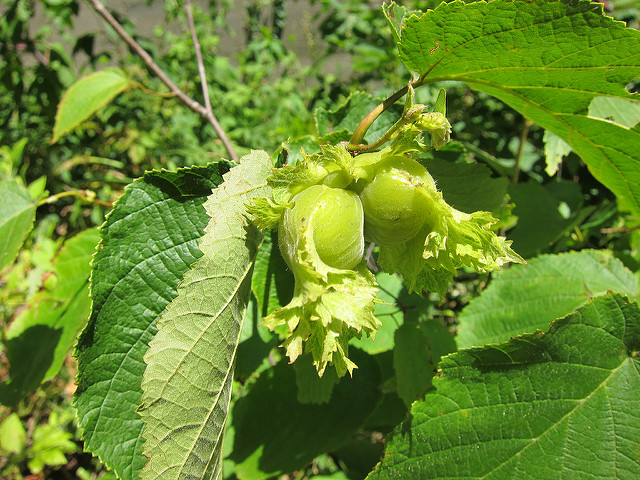 Corylus americana