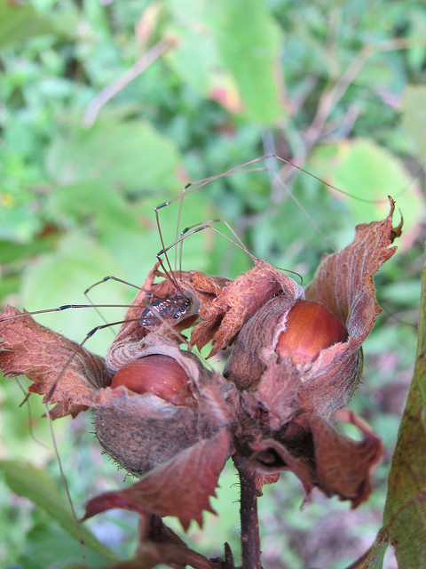 Corylus americana