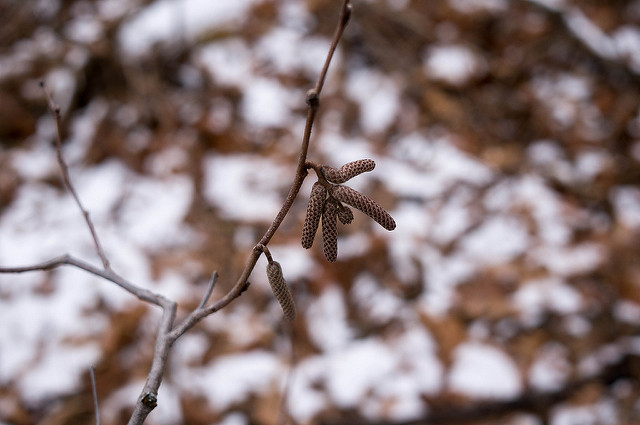 Corylus americana