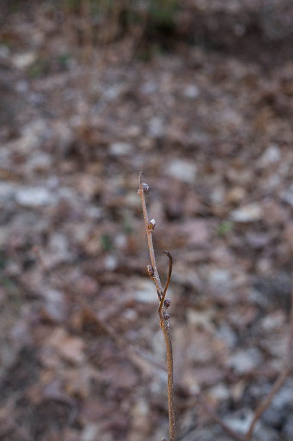 Corylus americana