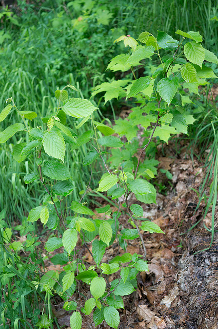 Corylus americana