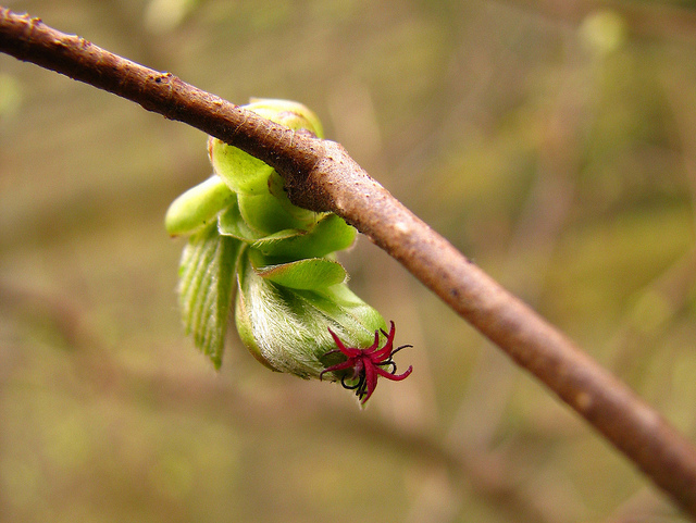 Noisetier commun (Corylus avellana)