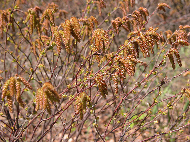 Noisetier à long bec (Corylus cornuta)