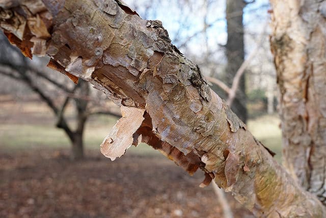 Corylus fargesii (Corylus fargesii)