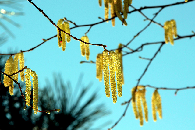 Coudrier de lambert (Corylus maxima)