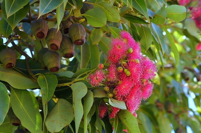 Corymbia calophylla