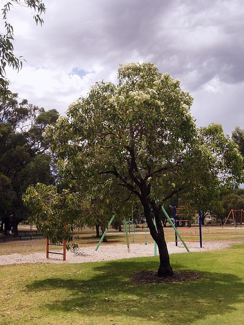 Corymbia calophylla