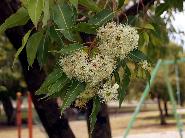 Corymbia calophylla