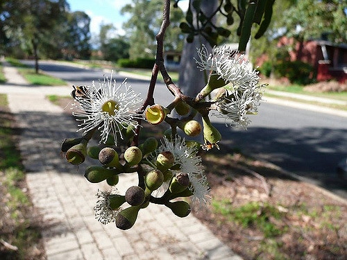 Eucalyptus citronné