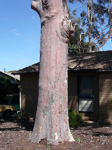 Eucalyptus citronné