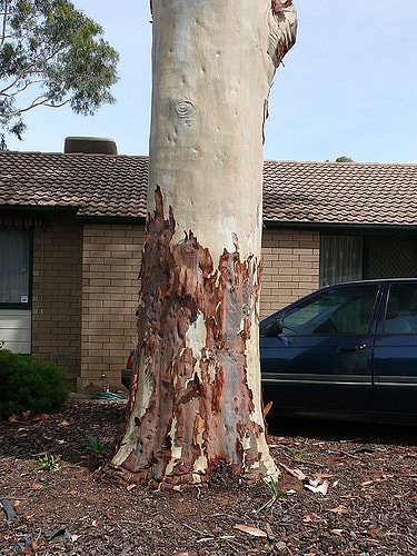 Eucalyptus citronné