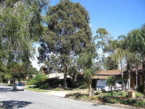 Eucalyptus citronné