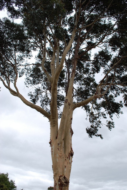 Eucalyptus citronné