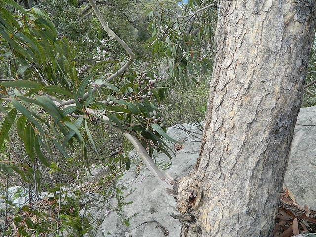 Corymbia eximia