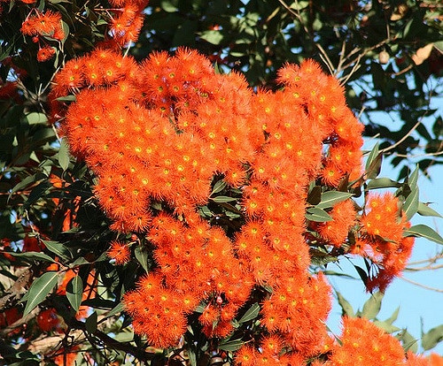 Corymbia ficifolia