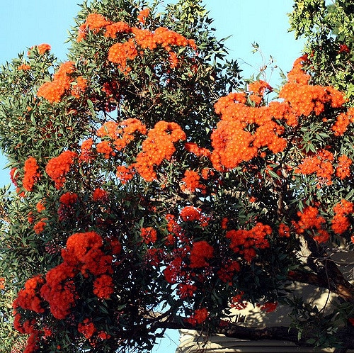 Corymbia ficifolia