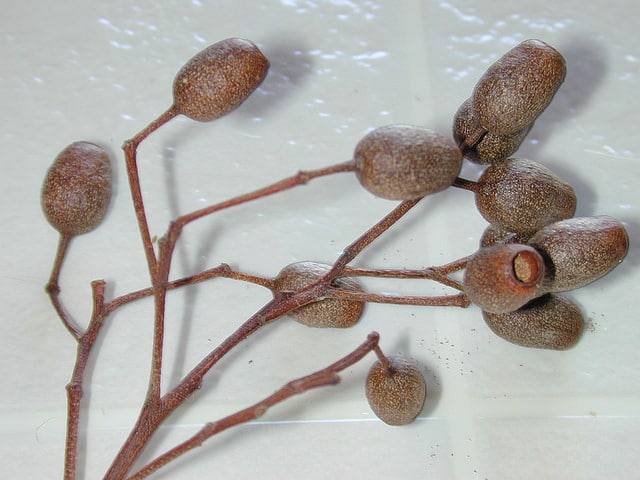 Corymbia gummifera
