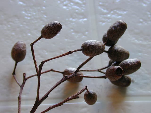 Corymbia gummifera