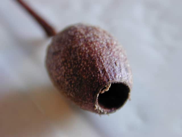 Corymbia gummifera