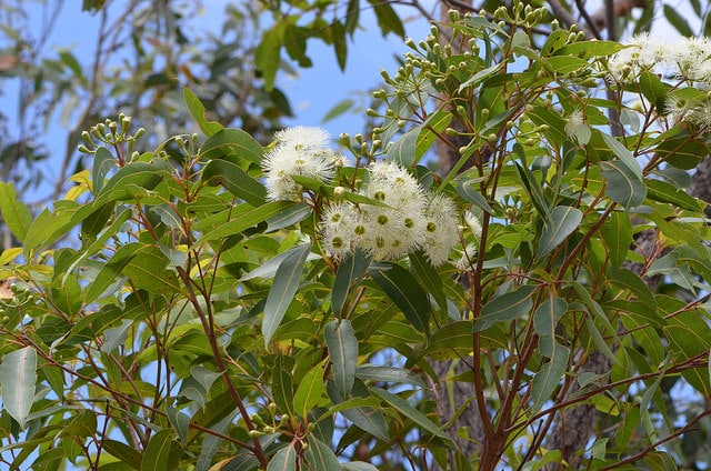 Corymbia gummifera