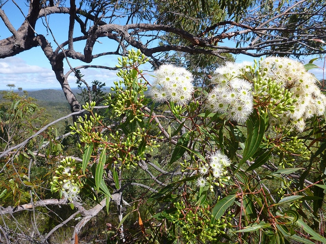 Corymbia gummifera