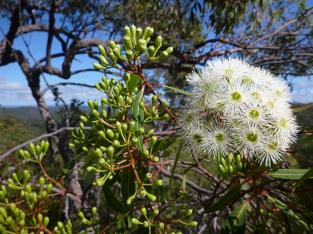 Corymbia gummifera (Corymbia gummifera)